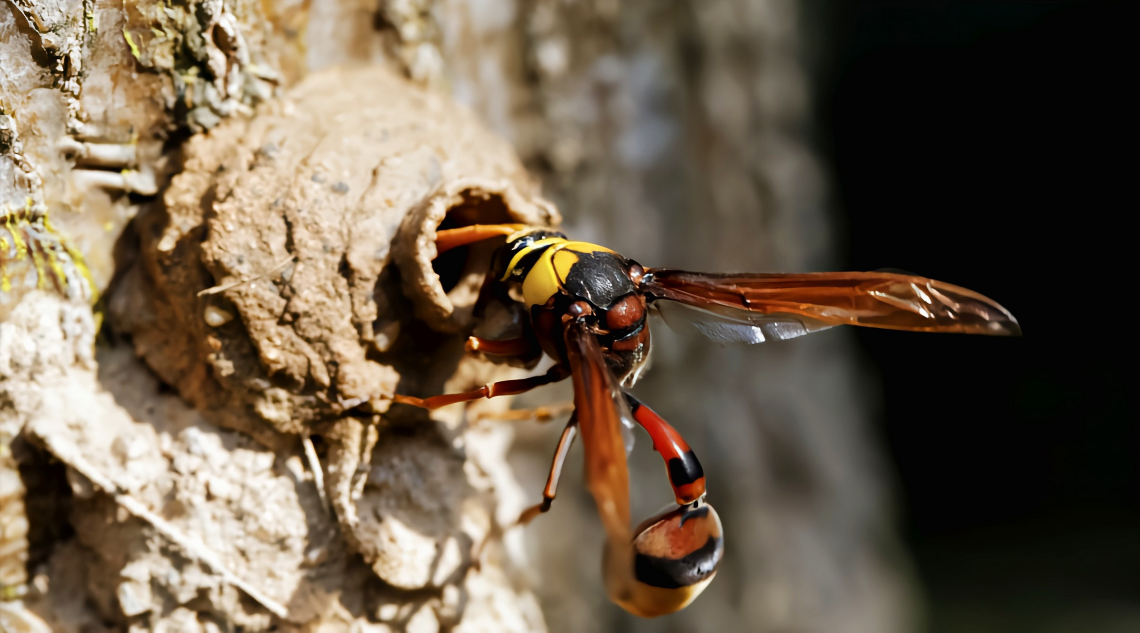 每天认识一种昆虫——细腰蜂 蜾臝(guǒ luǒ)又蒲卢,细腰蜂是胡蜂