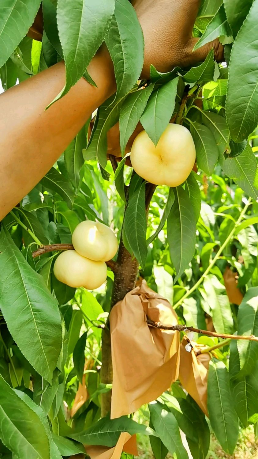 早熟油蟠桃36-3,也叫奶油蟠桃.