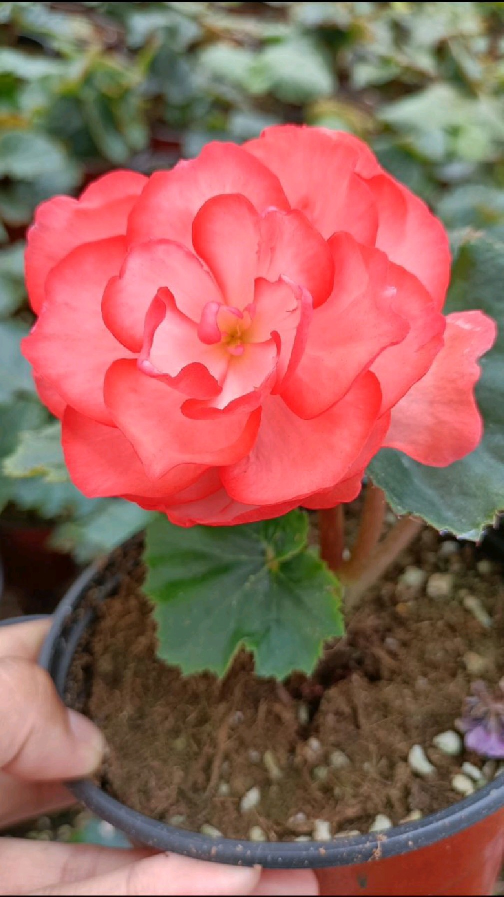 夫妻海棠是低温花卉,夏季要放在凉爽通风处,怕高温