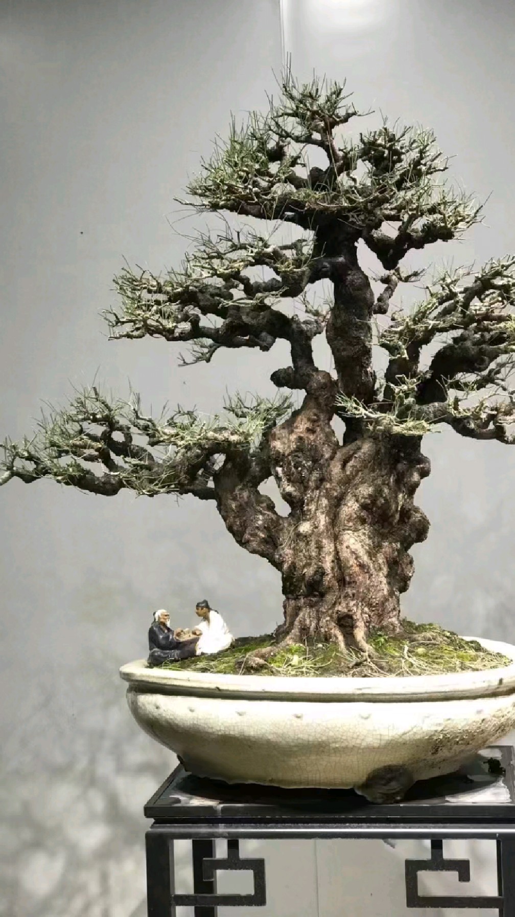 分享一棵精品木麻黄盆景造型独特别致