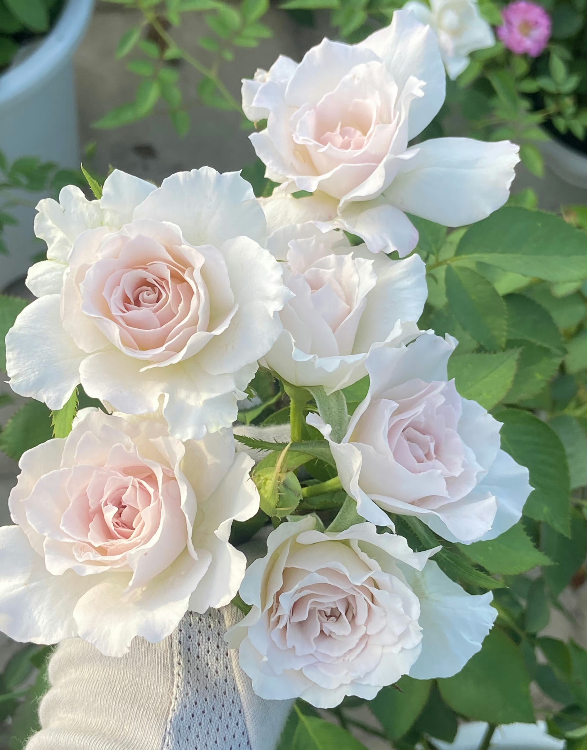 莎菲天使是日本河本纯子育种的一款月季,植株高度在120厘米左右,花朵