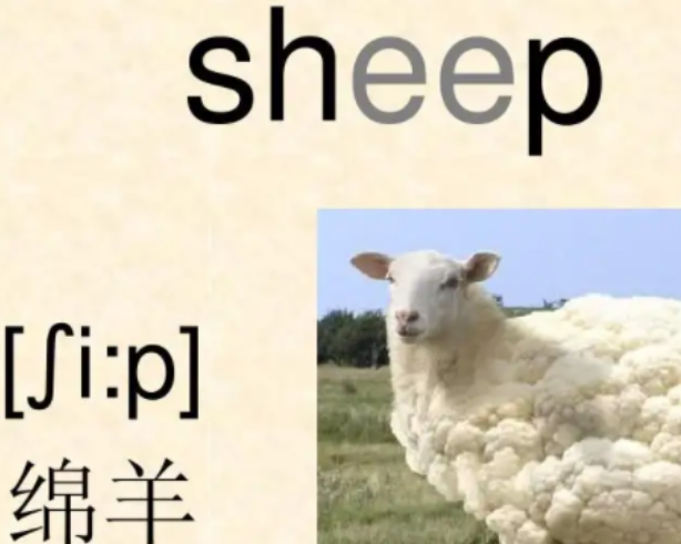 与sheep同类的单词