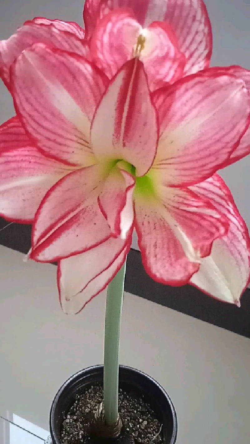 安瑞雅朱顶红,安第斯仙女开花了-度小视