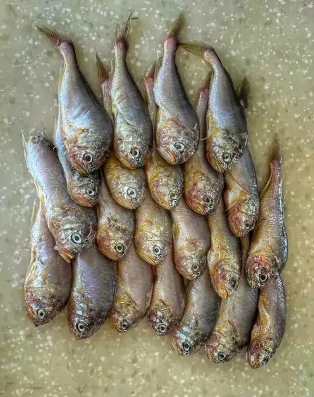 大连有一种小鱼,叫大头宝.是我最喜欢吃的.