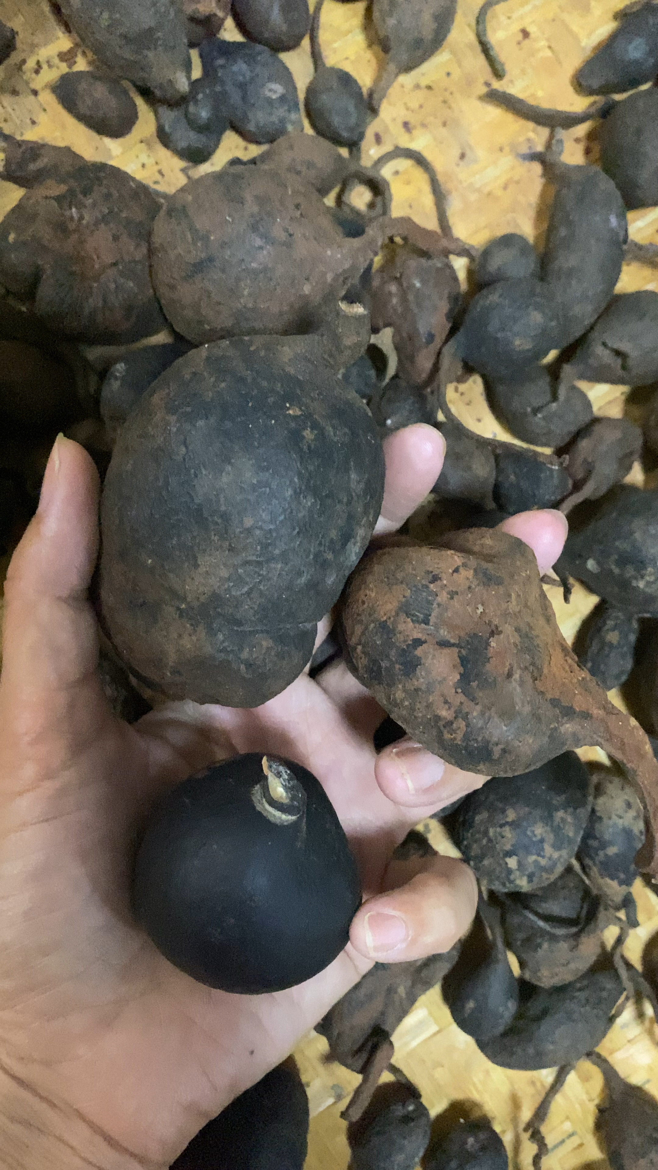 有多少人见过这种叫乌灵参的东西?-度小视