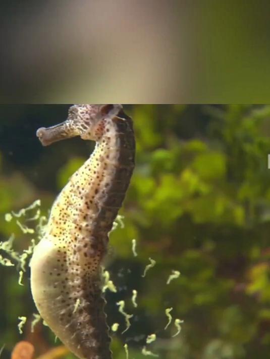 海马,唯一由雄性生孩子的动物,生娃就像吐泡泡一样