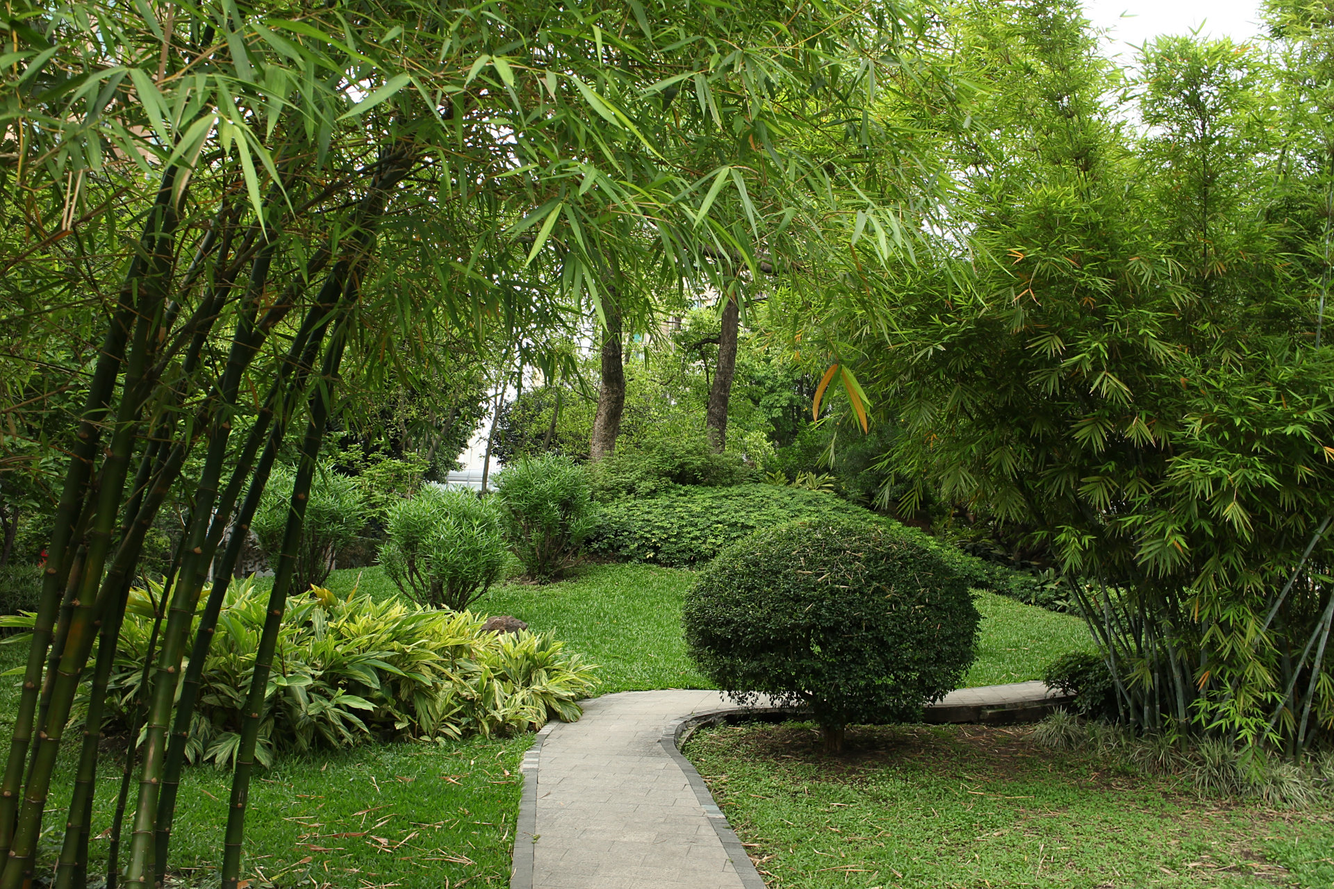 广州晓港公园2: 公园以种植各种竹子为特色,现有竹类有大佛肚竹