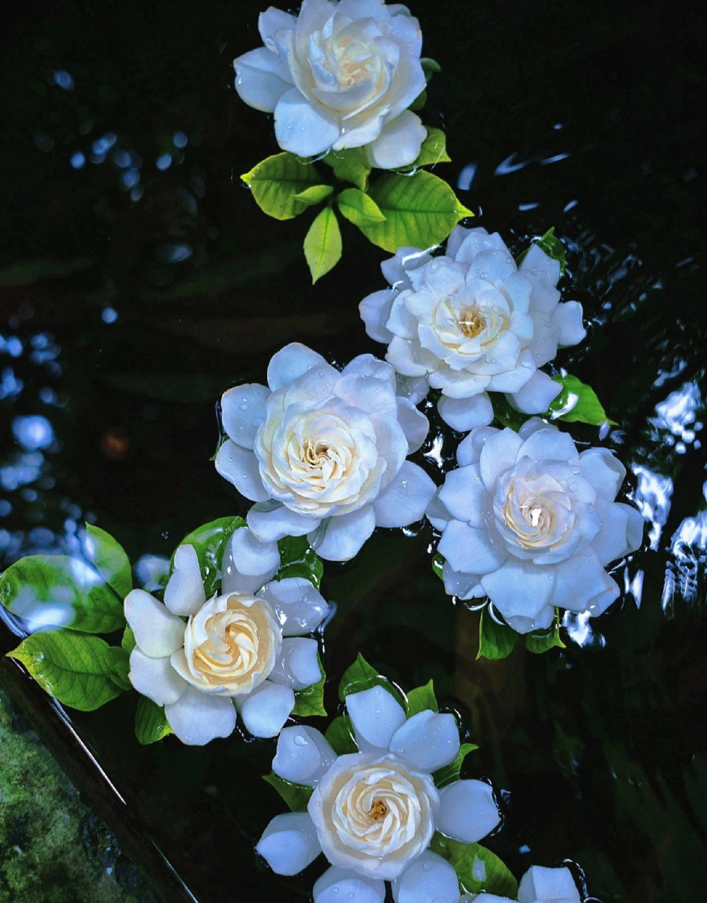 栀子花开呀开,淡淡的清香,纯纯的爱～ 我喜欢这栀子花的香味……甜甜
