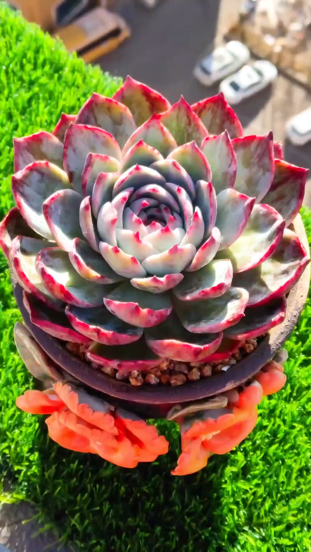 相信这盆惊鸿仙子价值不菲,看到这样的多肉就想买