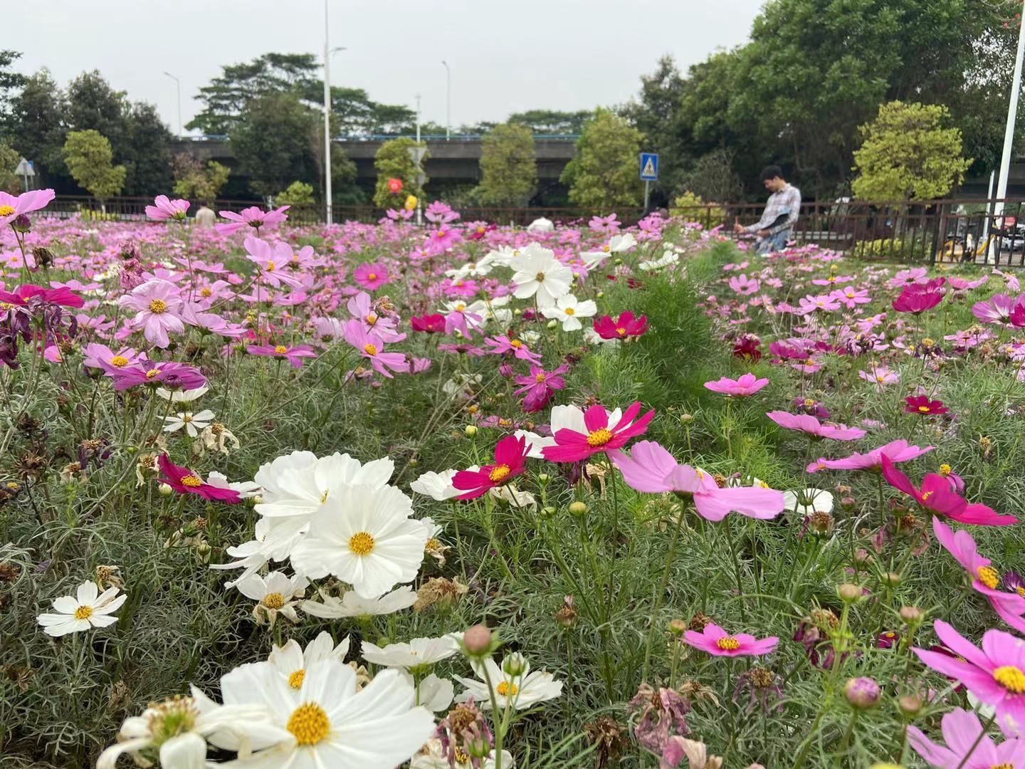 同沙生态公园图片图片