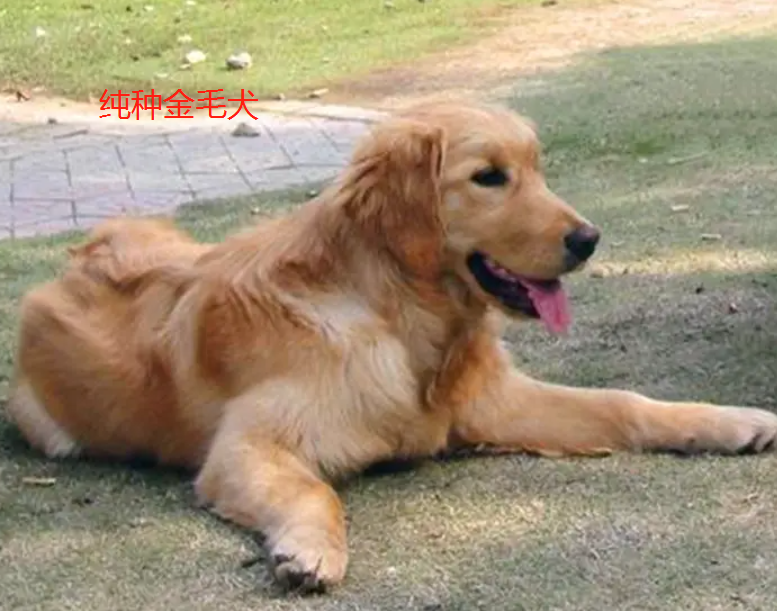 纯种金毛犬的特征