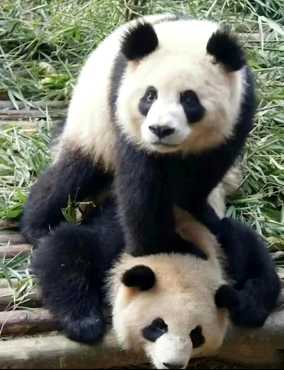 大熊猫淼淼生崽图片
