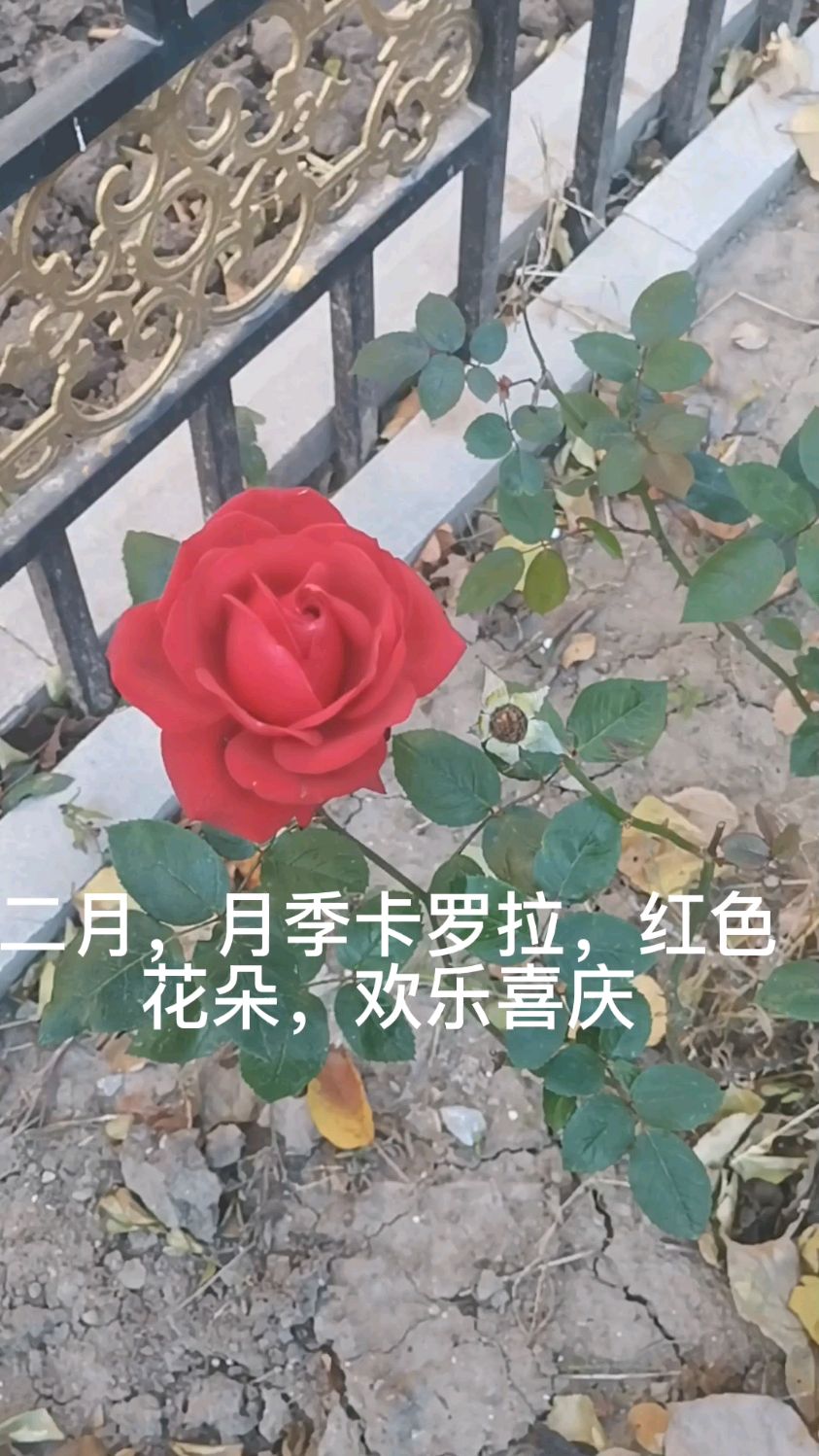 二月,月季卡罗拉,红色花朵,欢乐喜庆