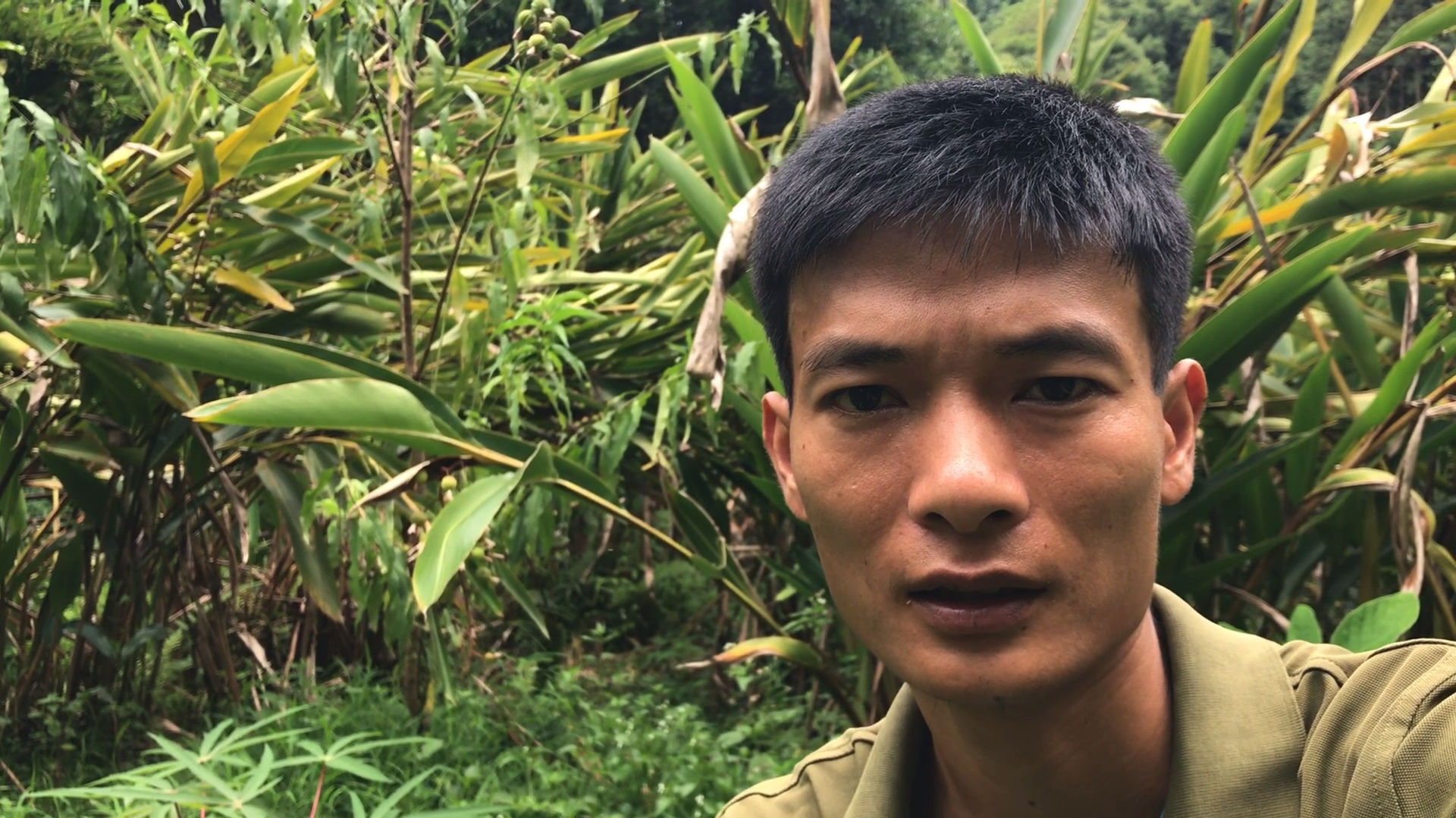 野生肉桂树苗移植回来种,成活率百分百,南方一般的土地都能种