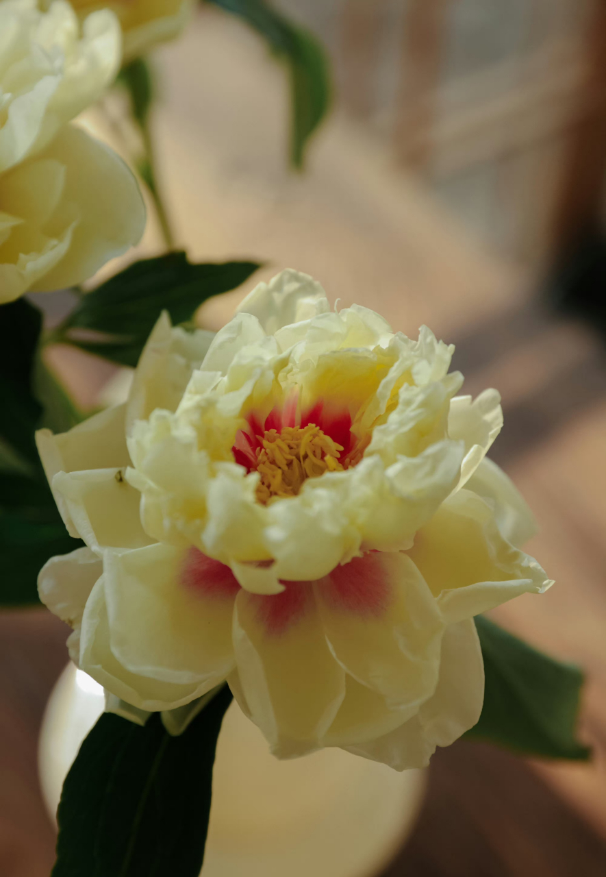 最美芍药季 【阳光洒下的光芒——芭茨拉芍药】 品种: 巴茨拉  花色