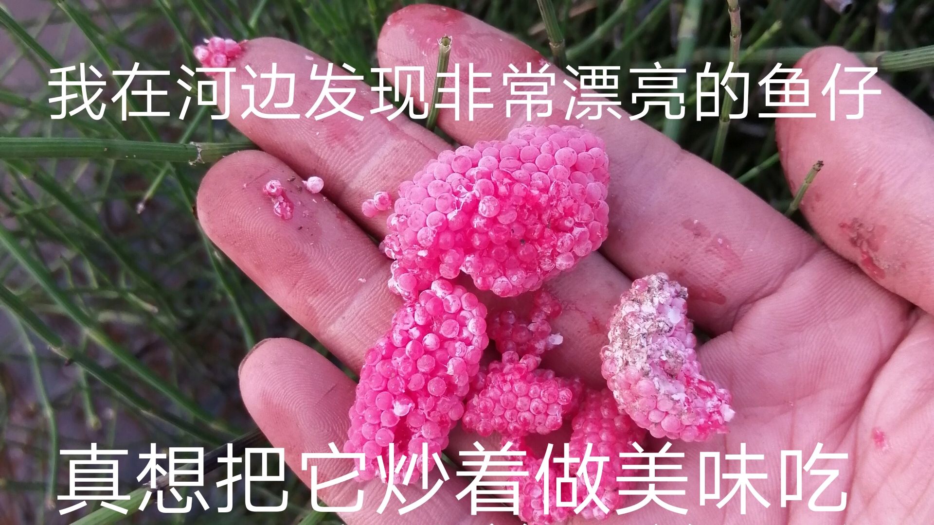 农村小伙在河边发现漂亮鱼仔,真想把它炒着吃,能吃吗?