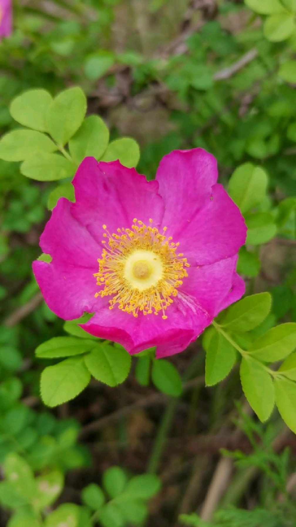 刺梨花开美不胜收维c之王的刺梨