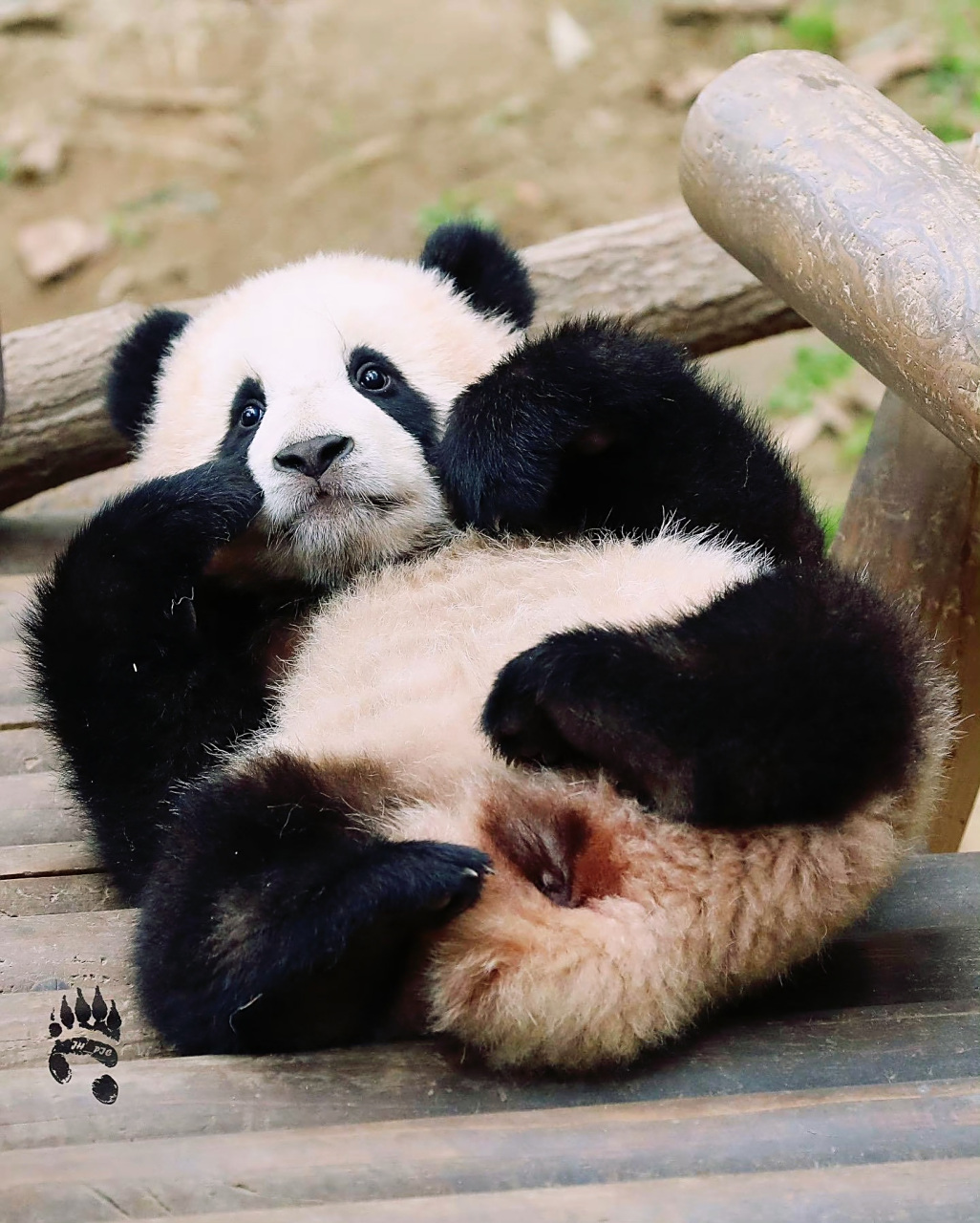 大熊猫# 幼年的大熊猫福宝:当我捂上眼睛,我的爷爷就看不到我了!