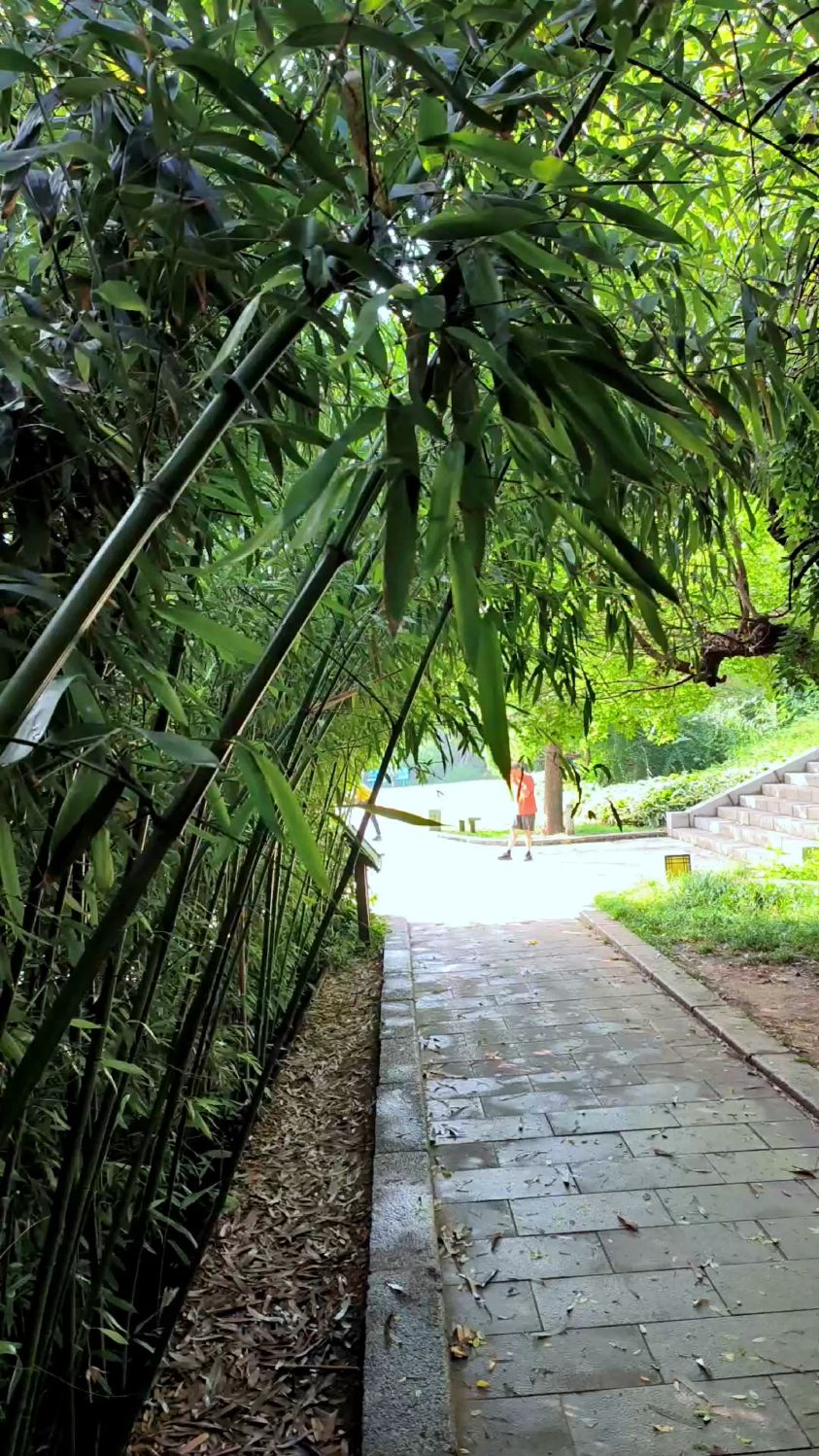 大连植物园草庐,一大片竹林太美了