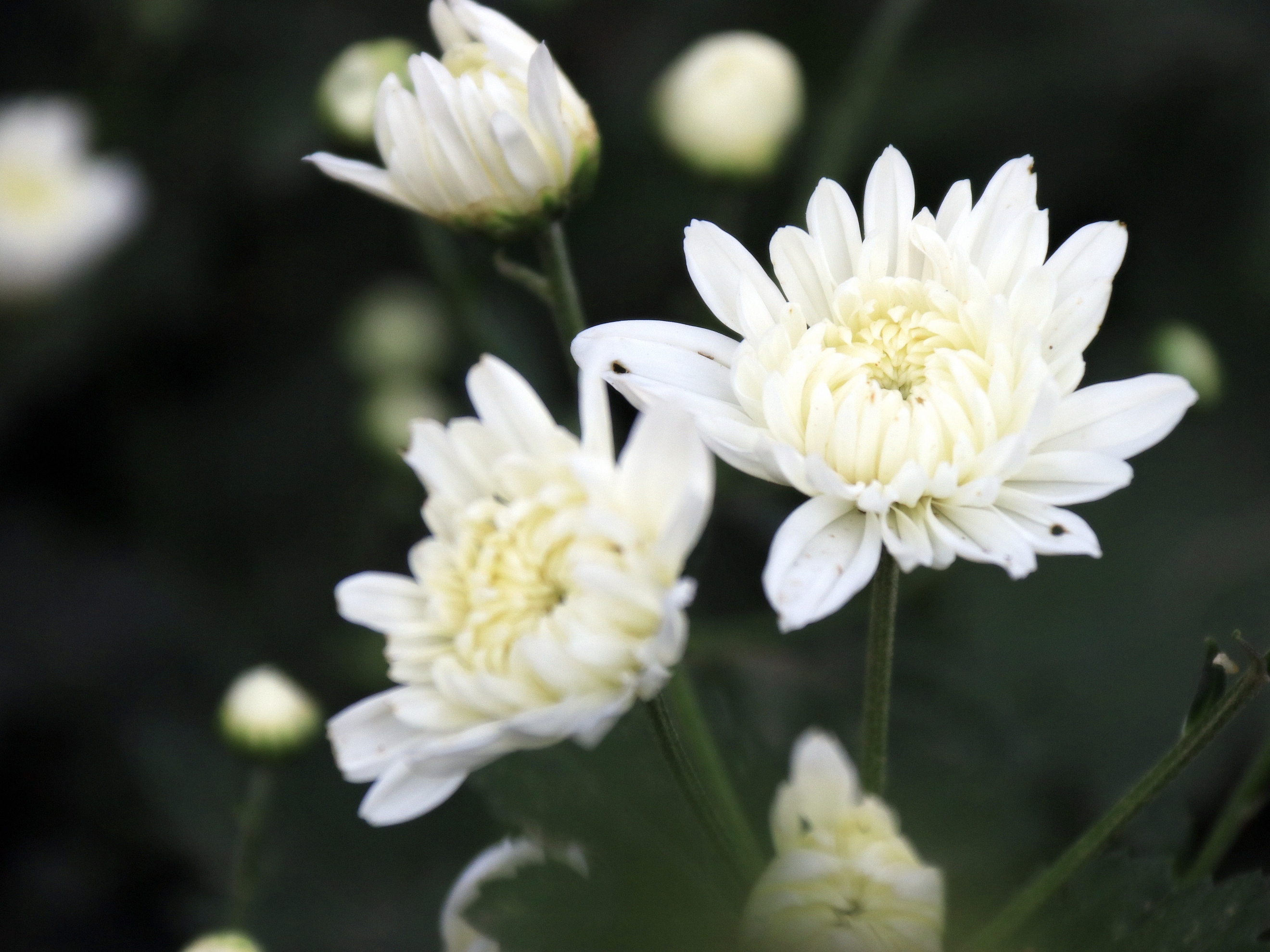 母亲去世了,她走得很安详