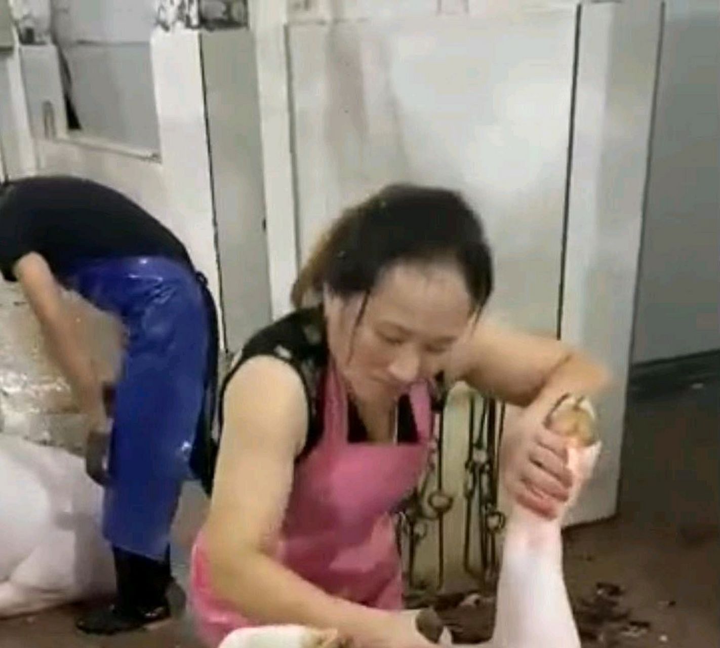 宰猪女屠夫:年前一晚屠宰600头.