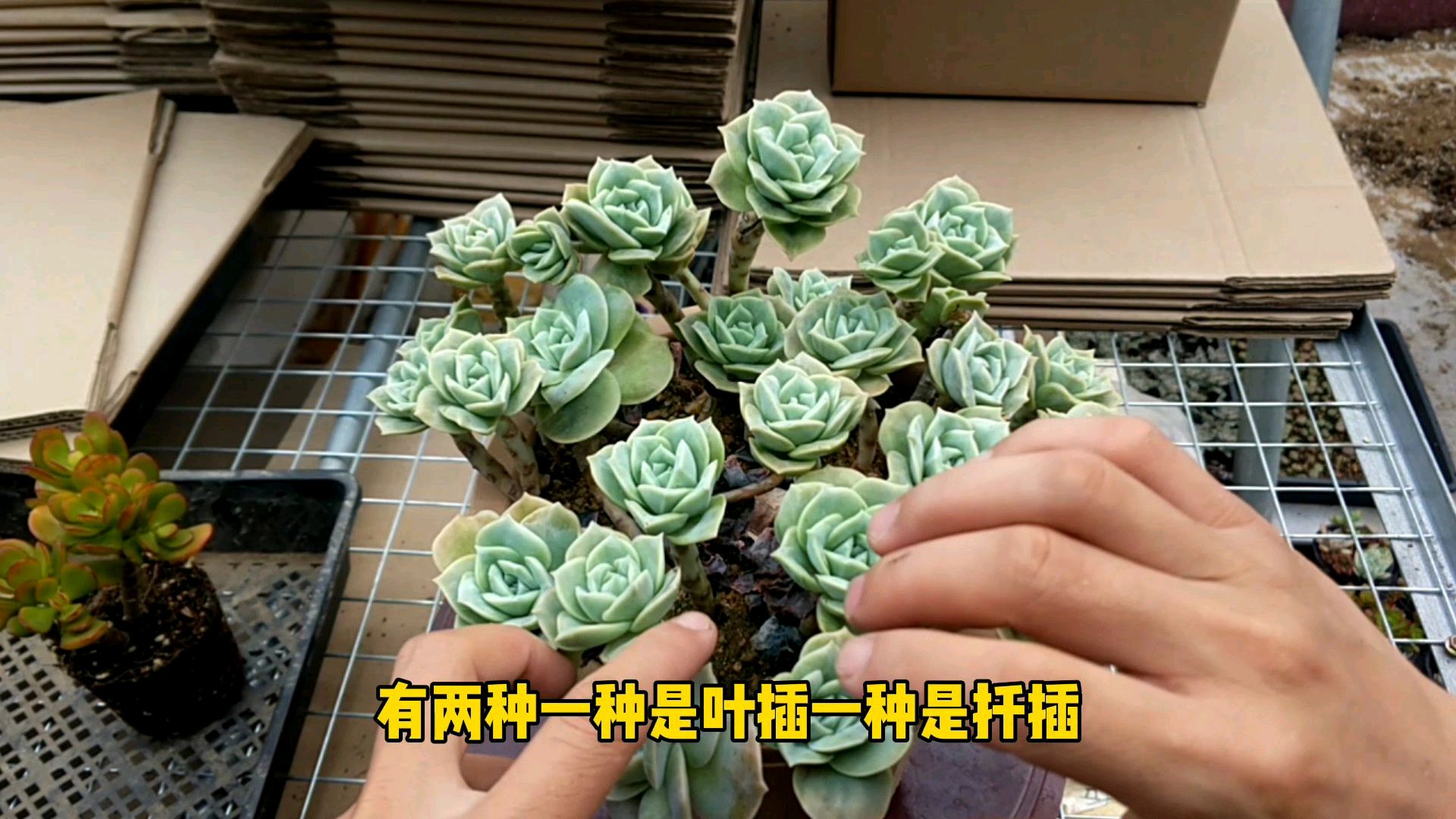 多肉植物,可爱玫瑰,养护方法