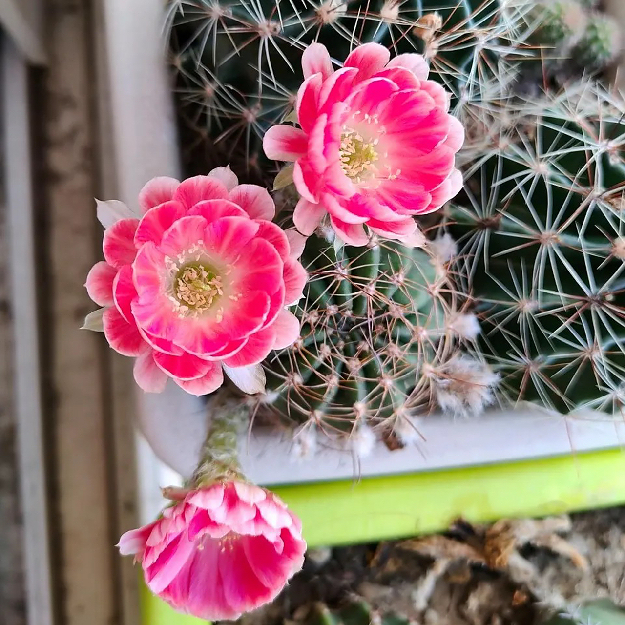 这是真花哦～火焰丽花仙人球就是这么美,美的都有点不太真实了