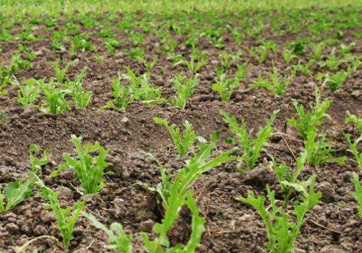 苦菊种植前景好,想了解苦菊的种植方法及注意事项一起来看看