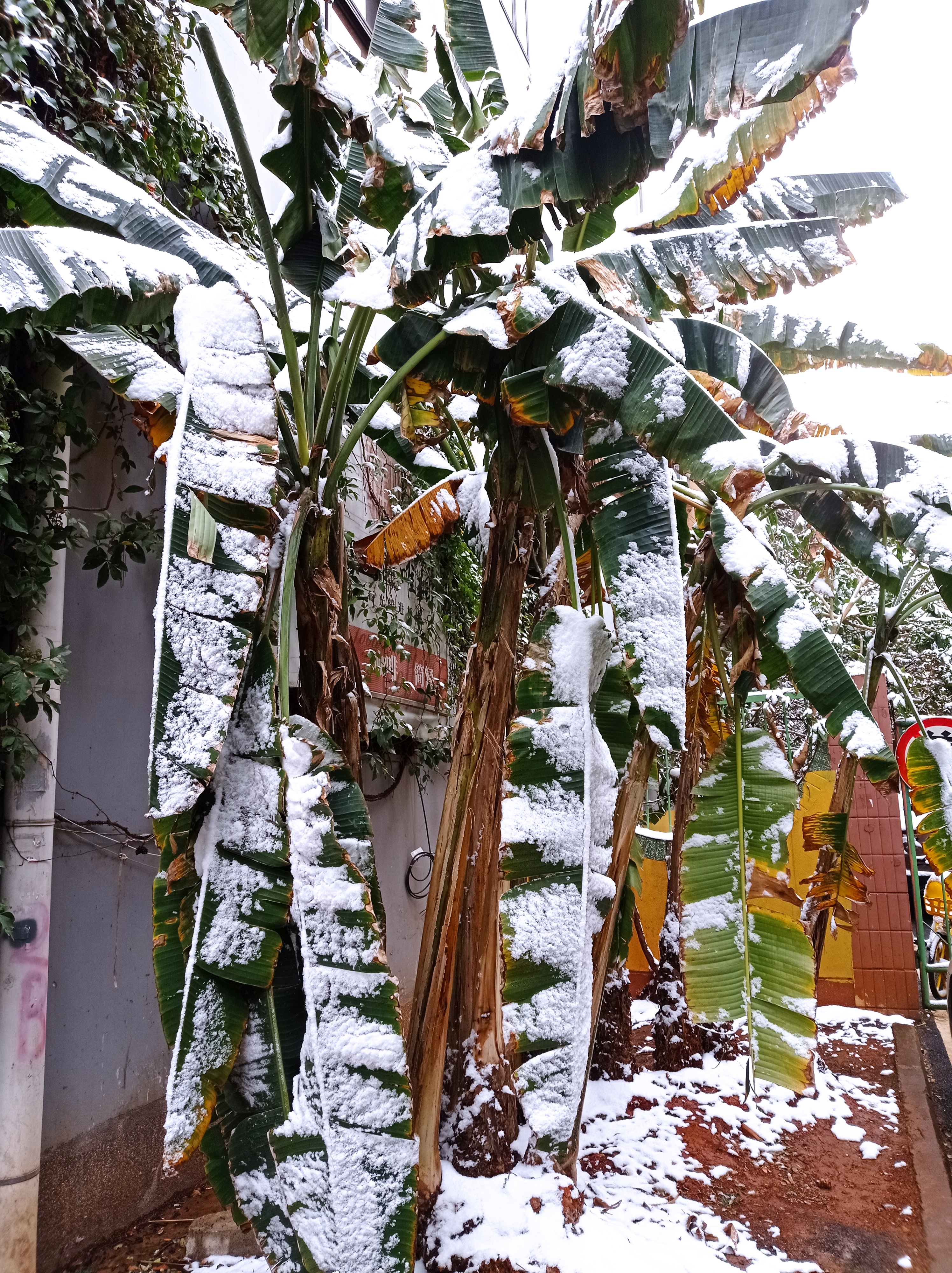 昆明真实下雪照片图片