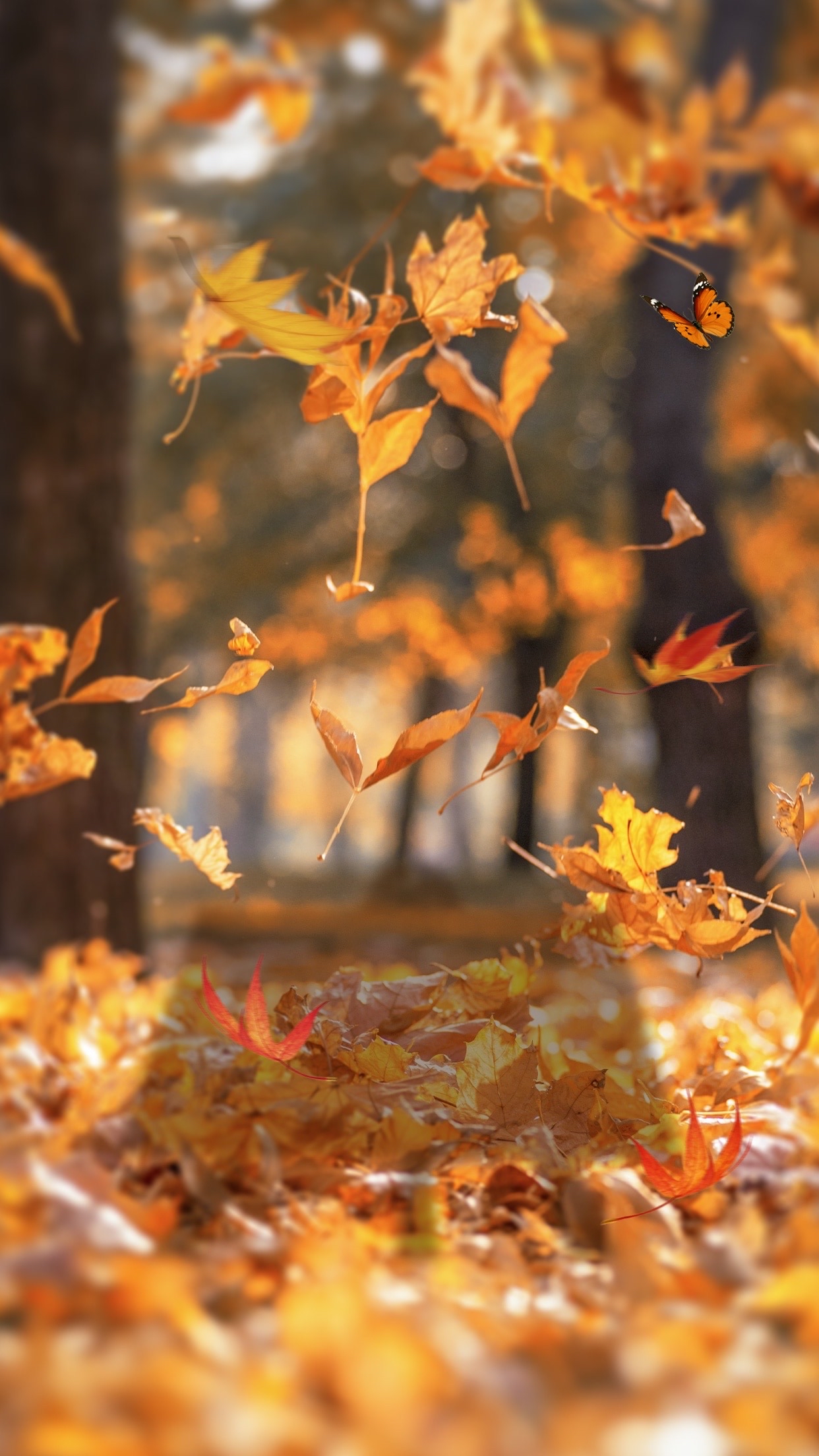 秋叶落,秋风吹, 岁月如梭