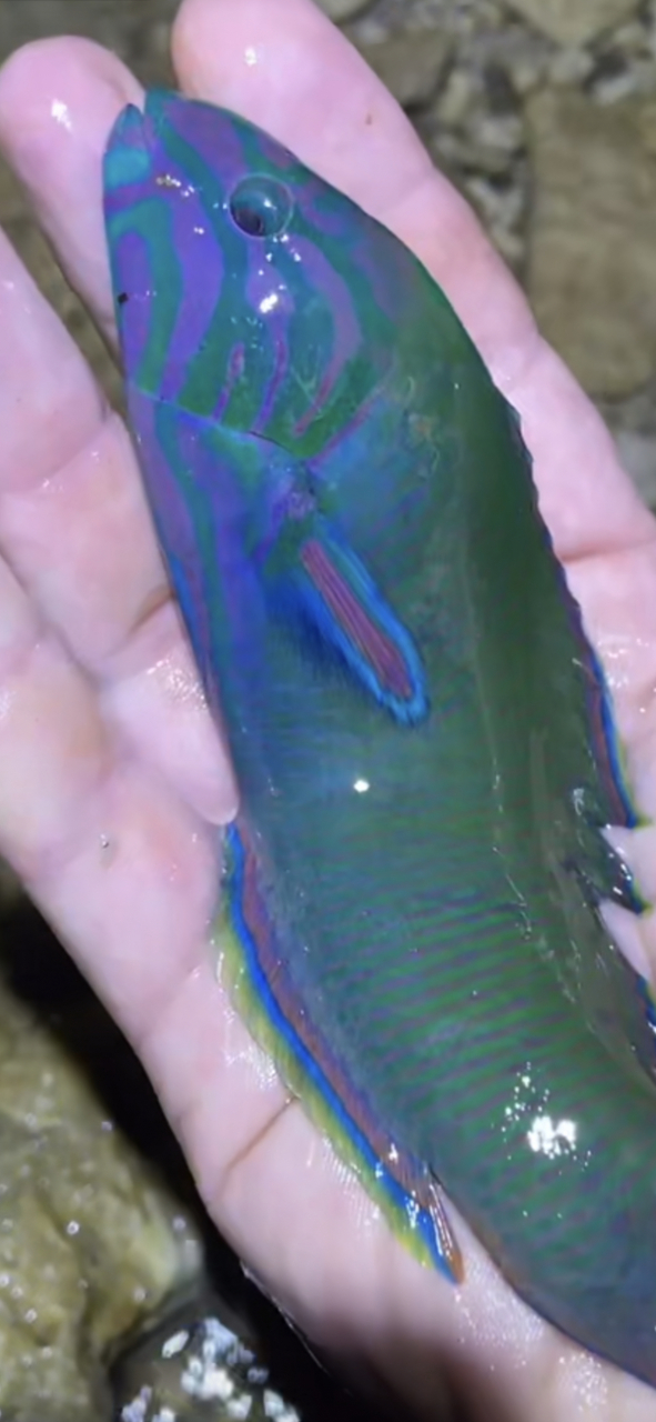 第一次看到蓝色的鱼,太美了