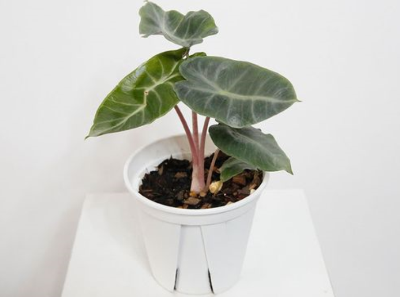 粉龙海芋的养殖方法和注意事项