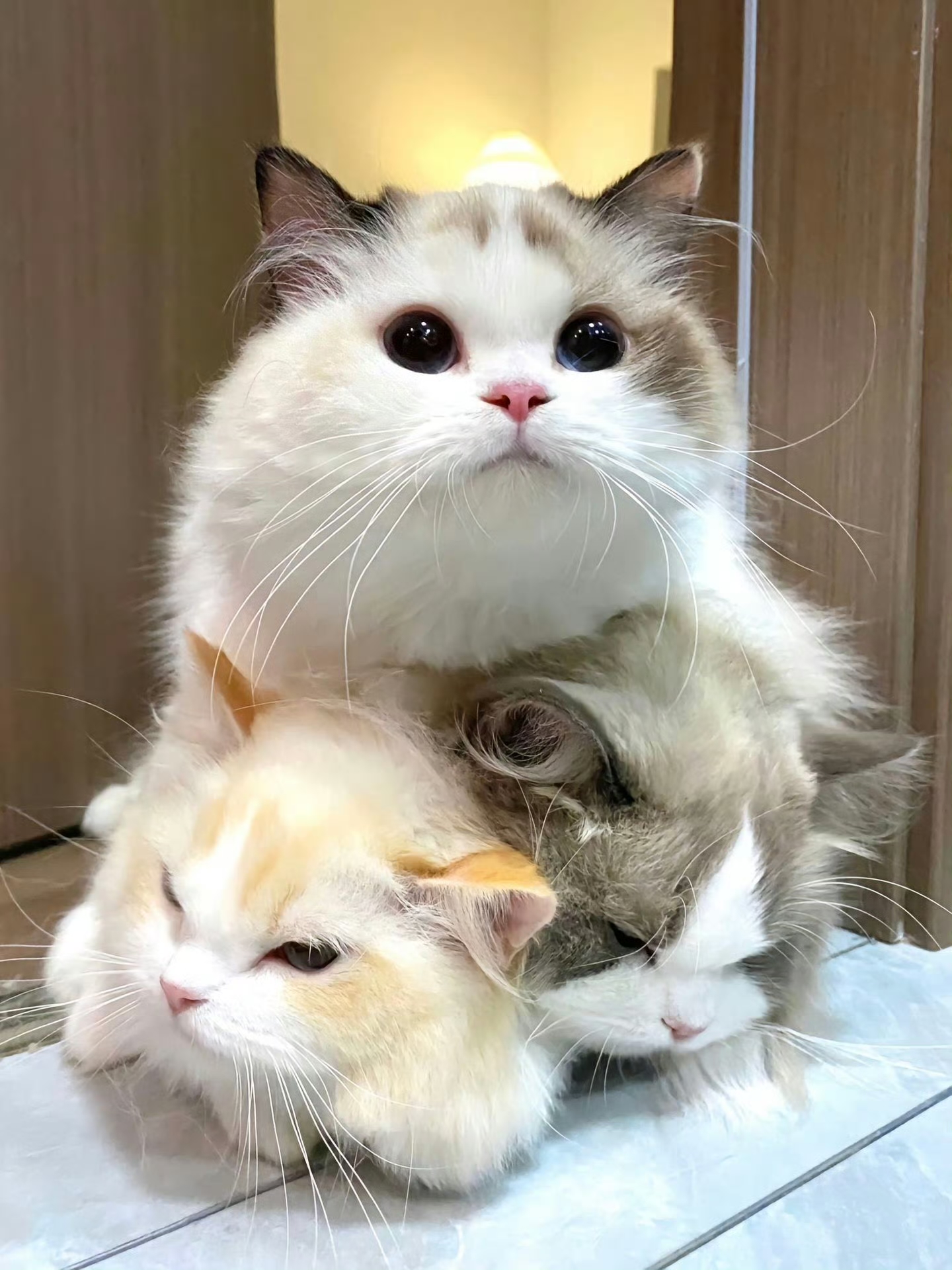 天冷了猫咪都喜欢叠猫猫