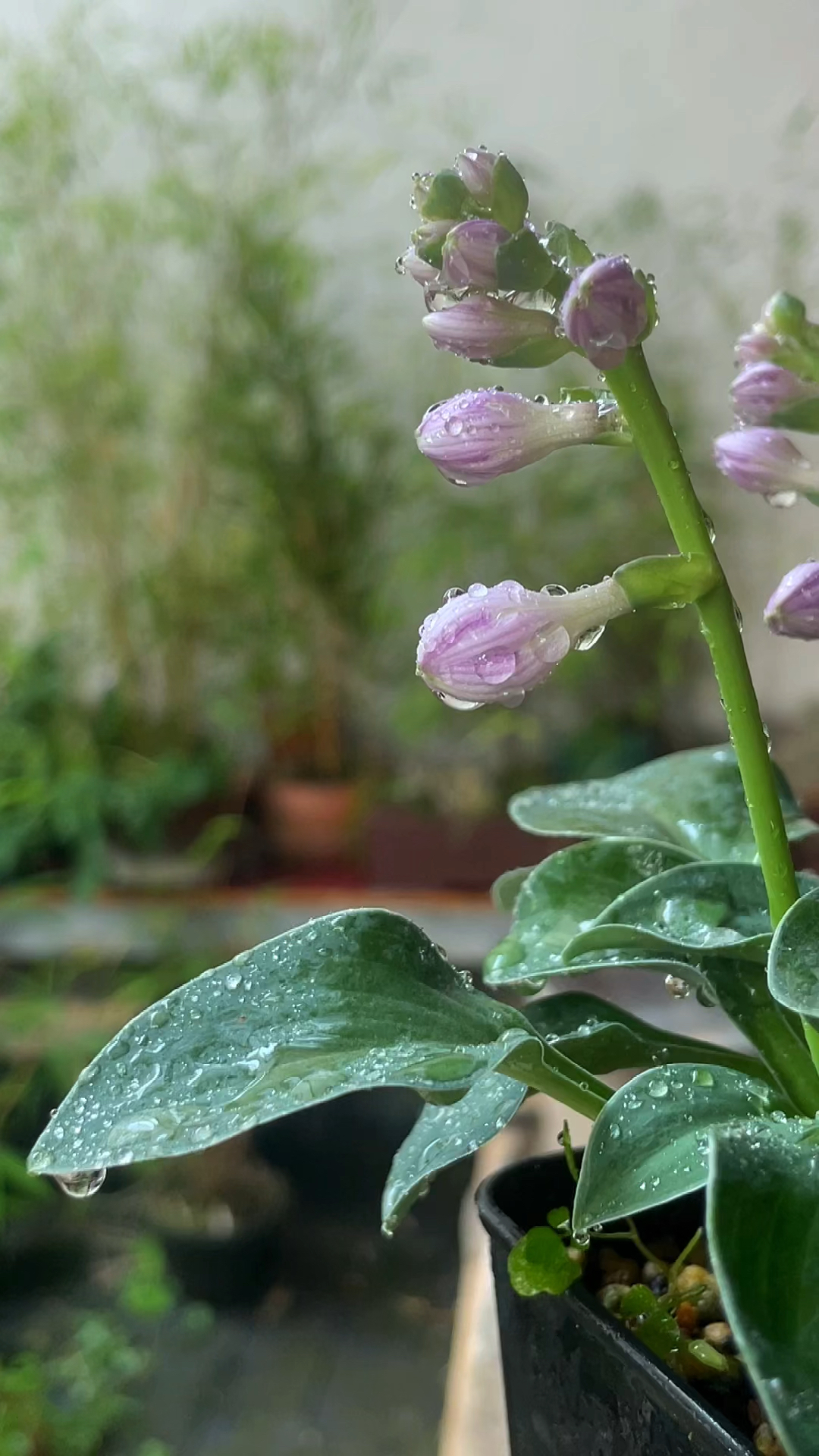 姬玉簪,今年的花,来的早