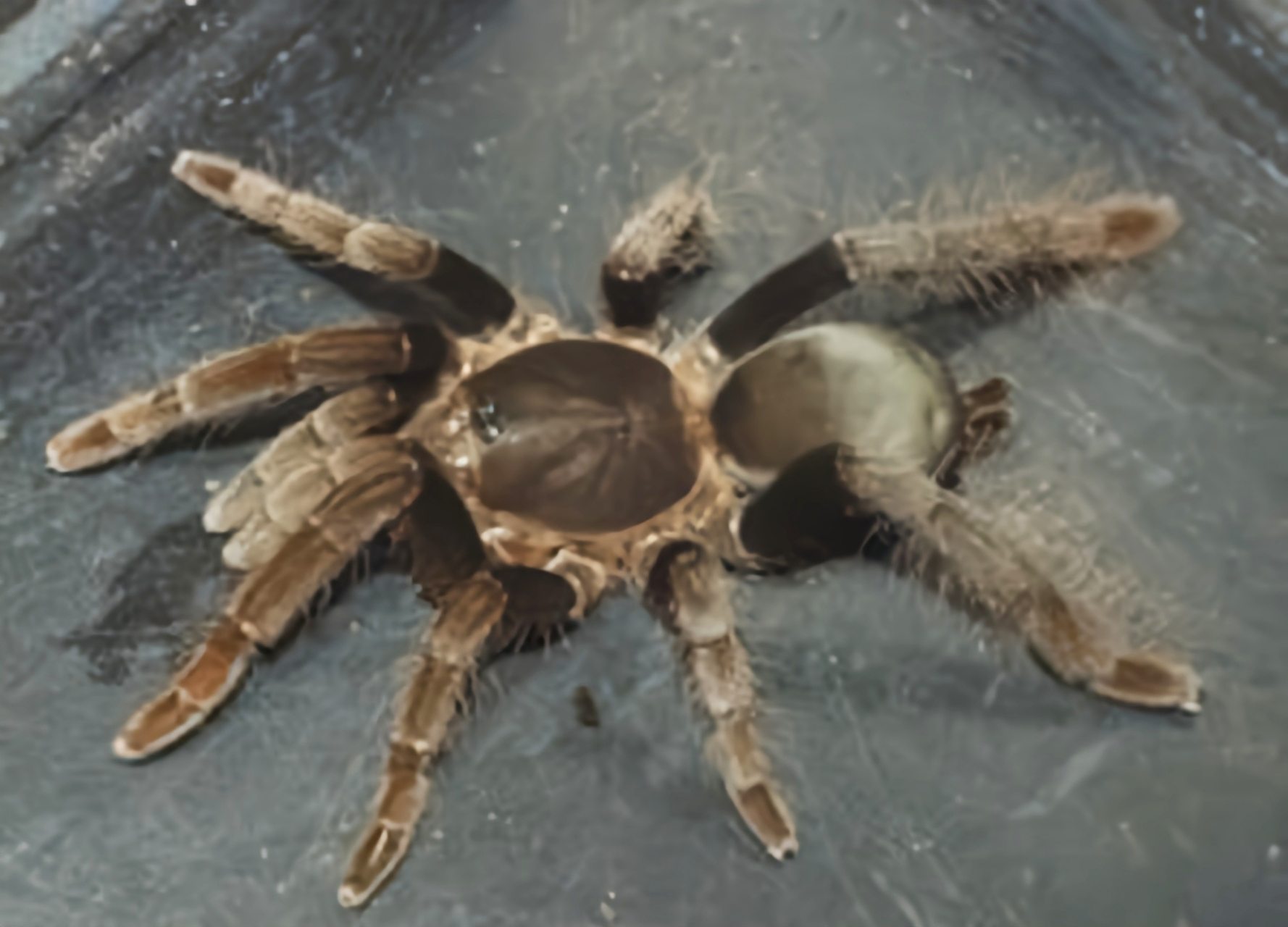 每天认识一种动物——皇帝巴布蜘蛛 皇帝巴布蜘蛛是蜘蛛目,捕鸟蛛科