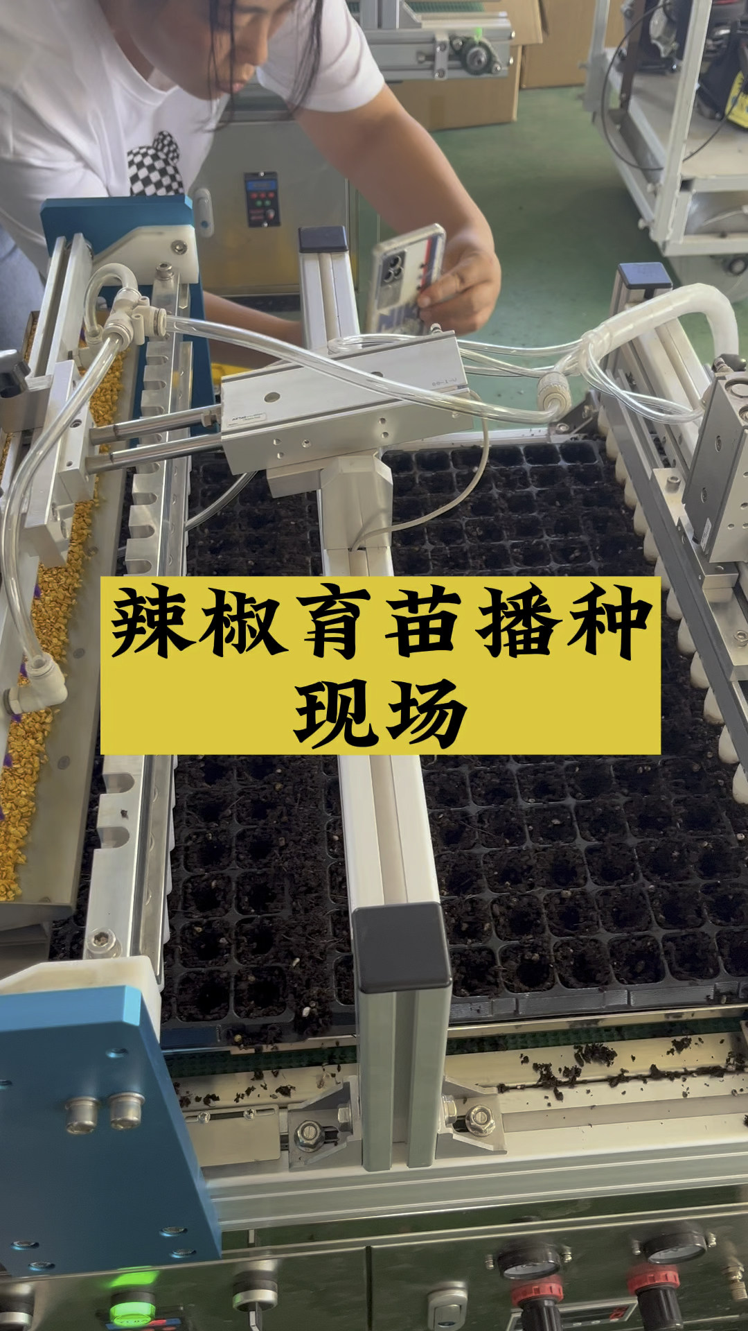 辣椒育苗播种机#育苗机#穴盘播种机#农业种植