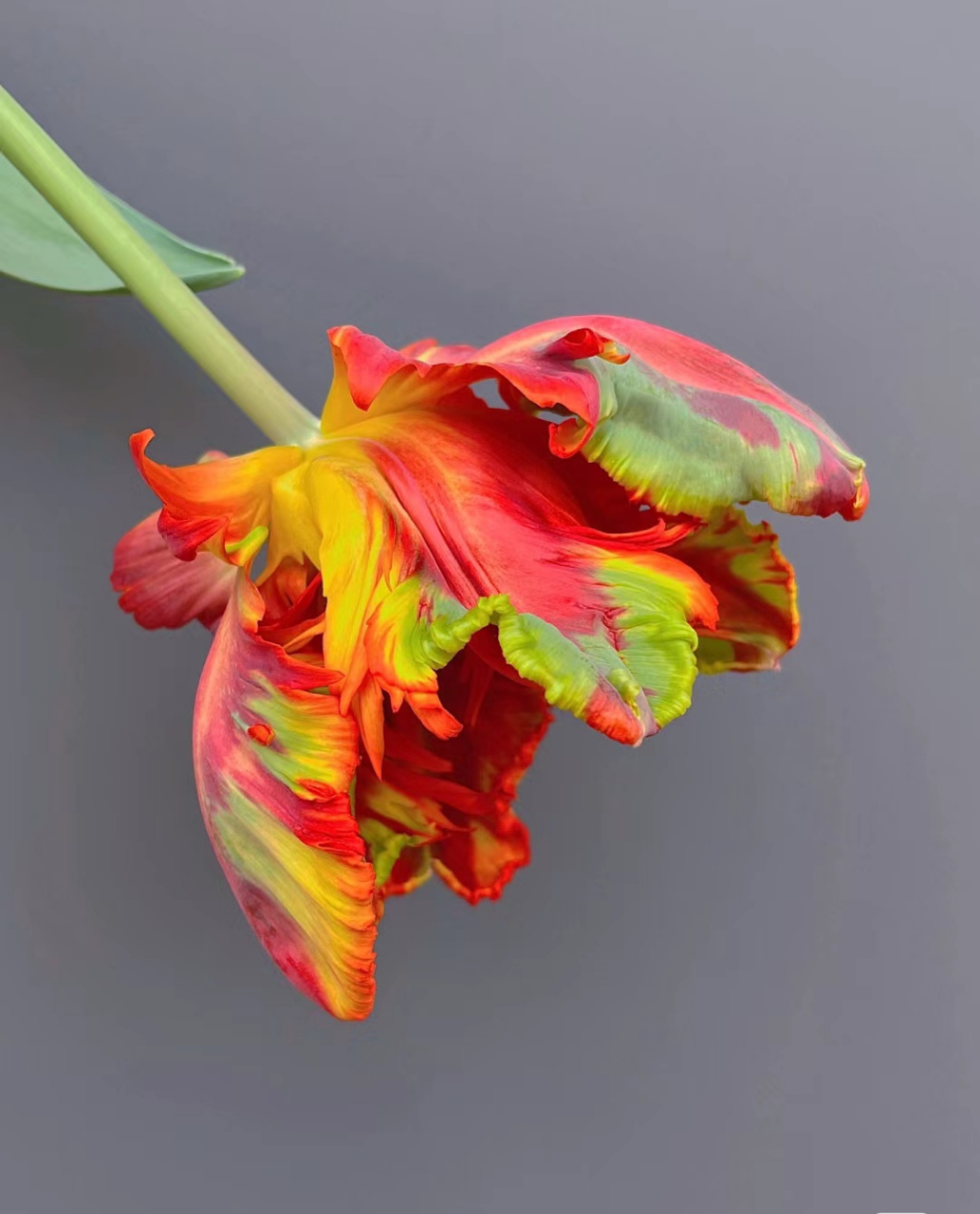 这个郁金香93是鹦鹉变的吧