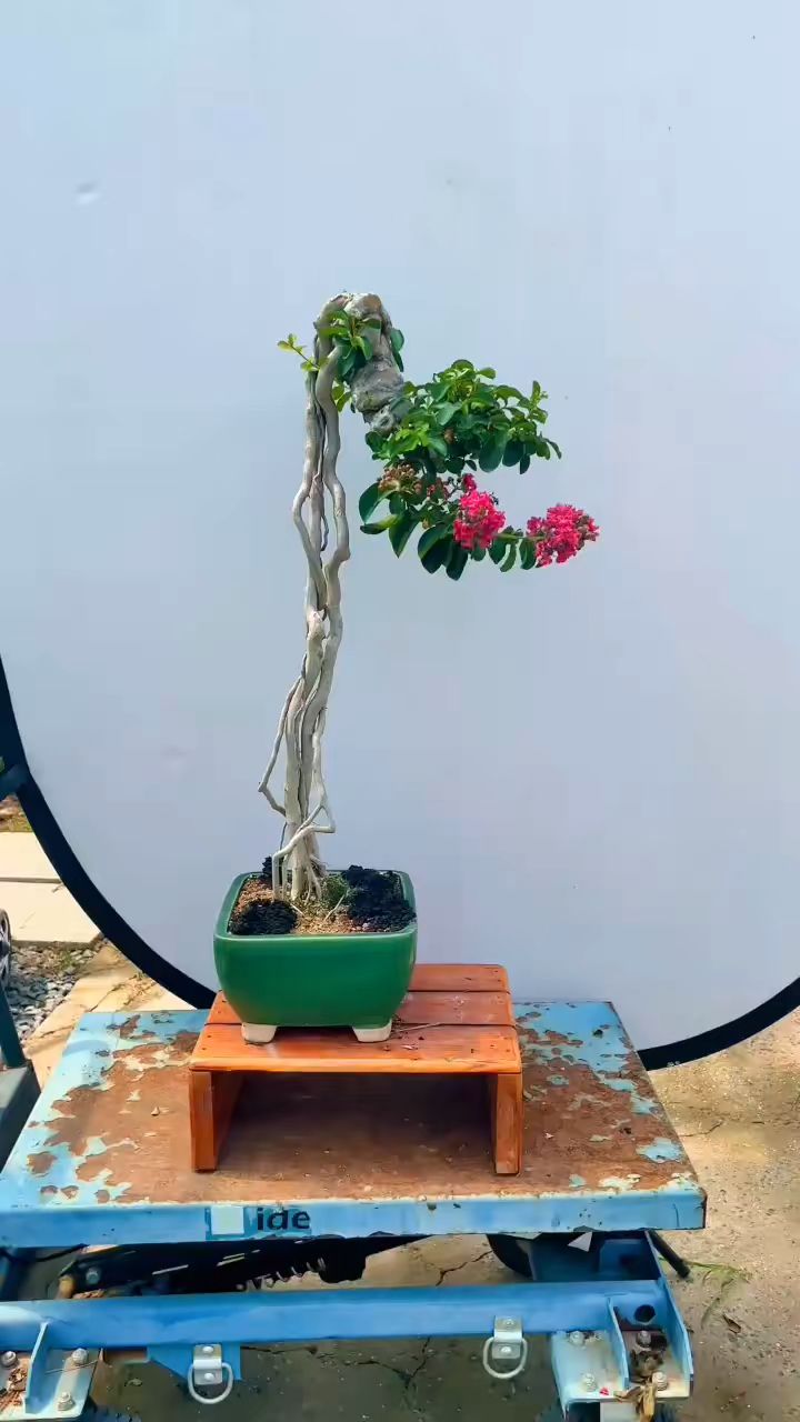 高提根美国火箭红花紫薇,值得入手就是贵点.