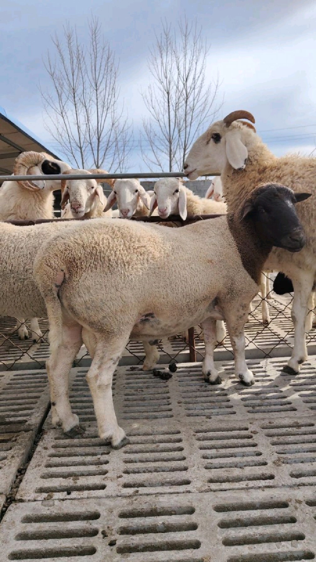 这个黑头杜泊种公羊,可以拿回家高高兴兴过大年,脸上绝对有光有面子