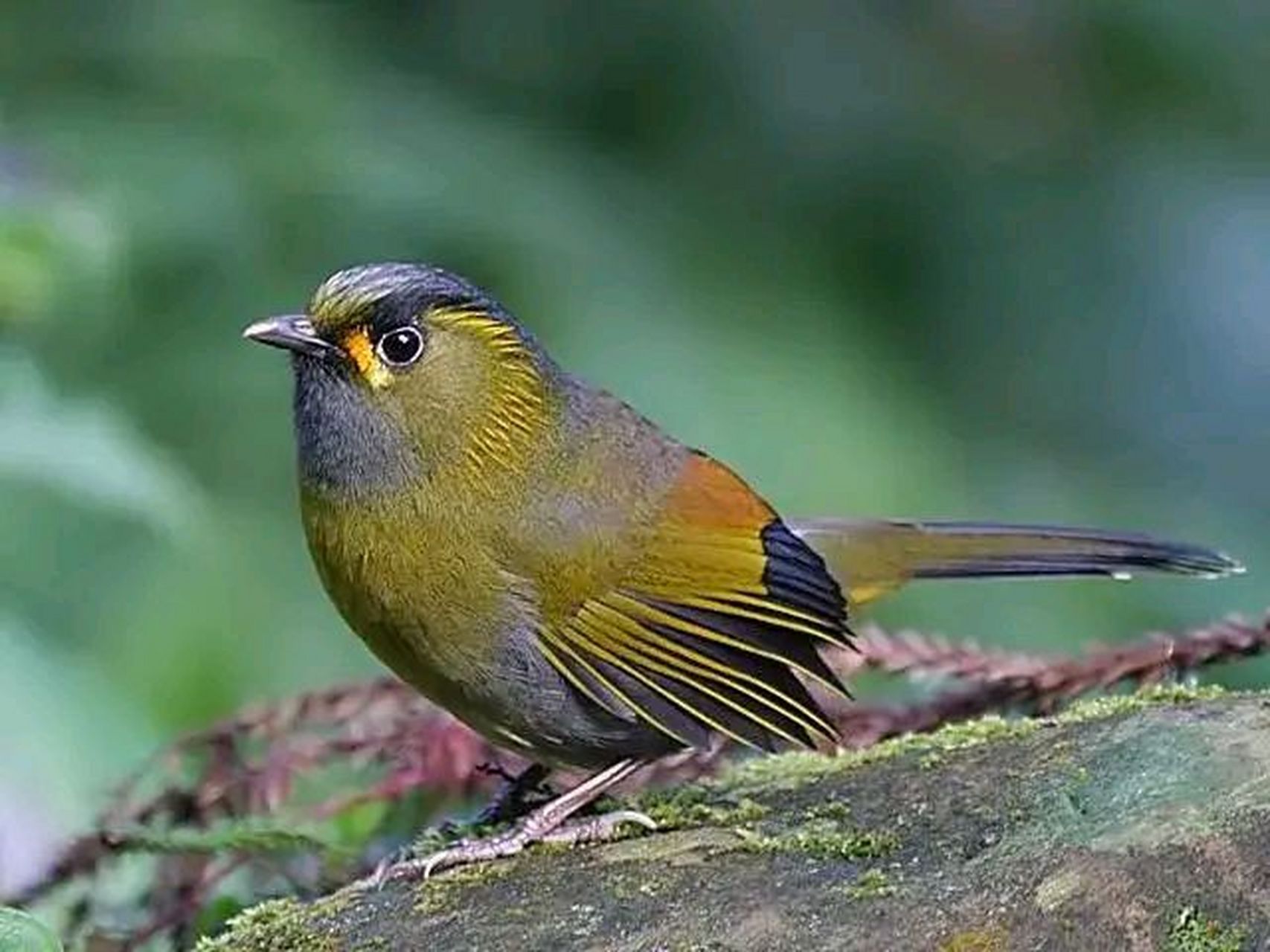 美丽的小鸟和红豆#摄影# #中国美景大赏