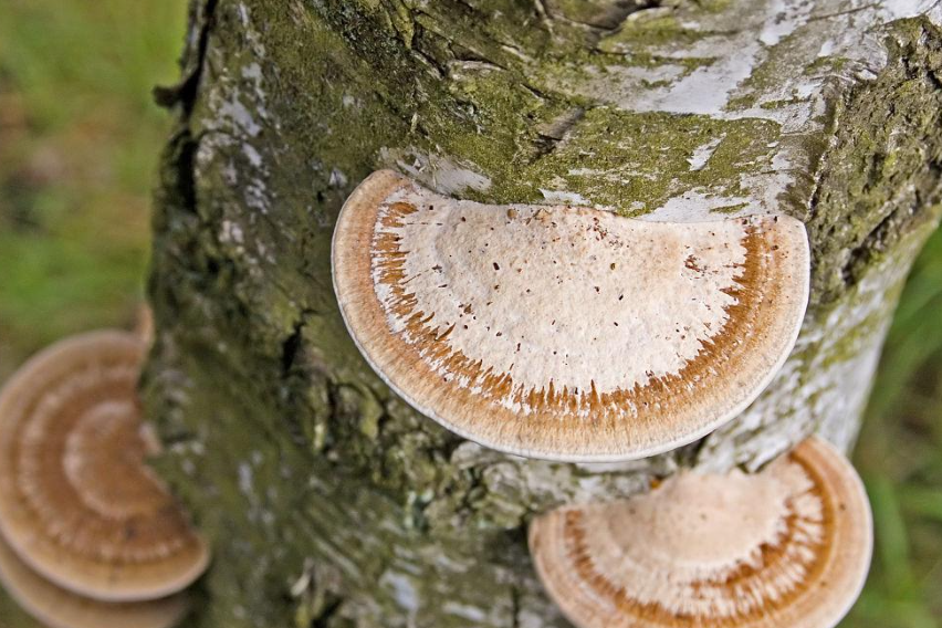 腐生和寄生有什么区别