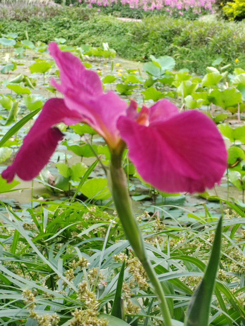 宁夏川的马兰花图片