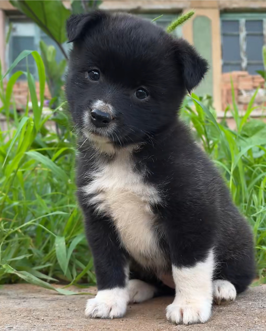 哈哈哈,好可爱的小土狗,真是好爱它的歪头杀!#中华田园犬