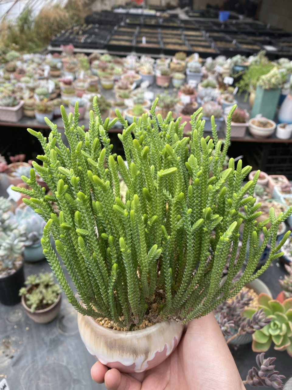 多肉若绿虽然不能大红大紫,但是这青翠的颜色总给人一种生机勃勃的