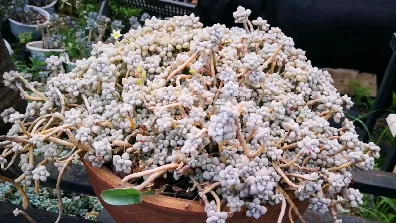 普通得不能再普通的姬秋丽,养成大群生就能让你刮目相看!