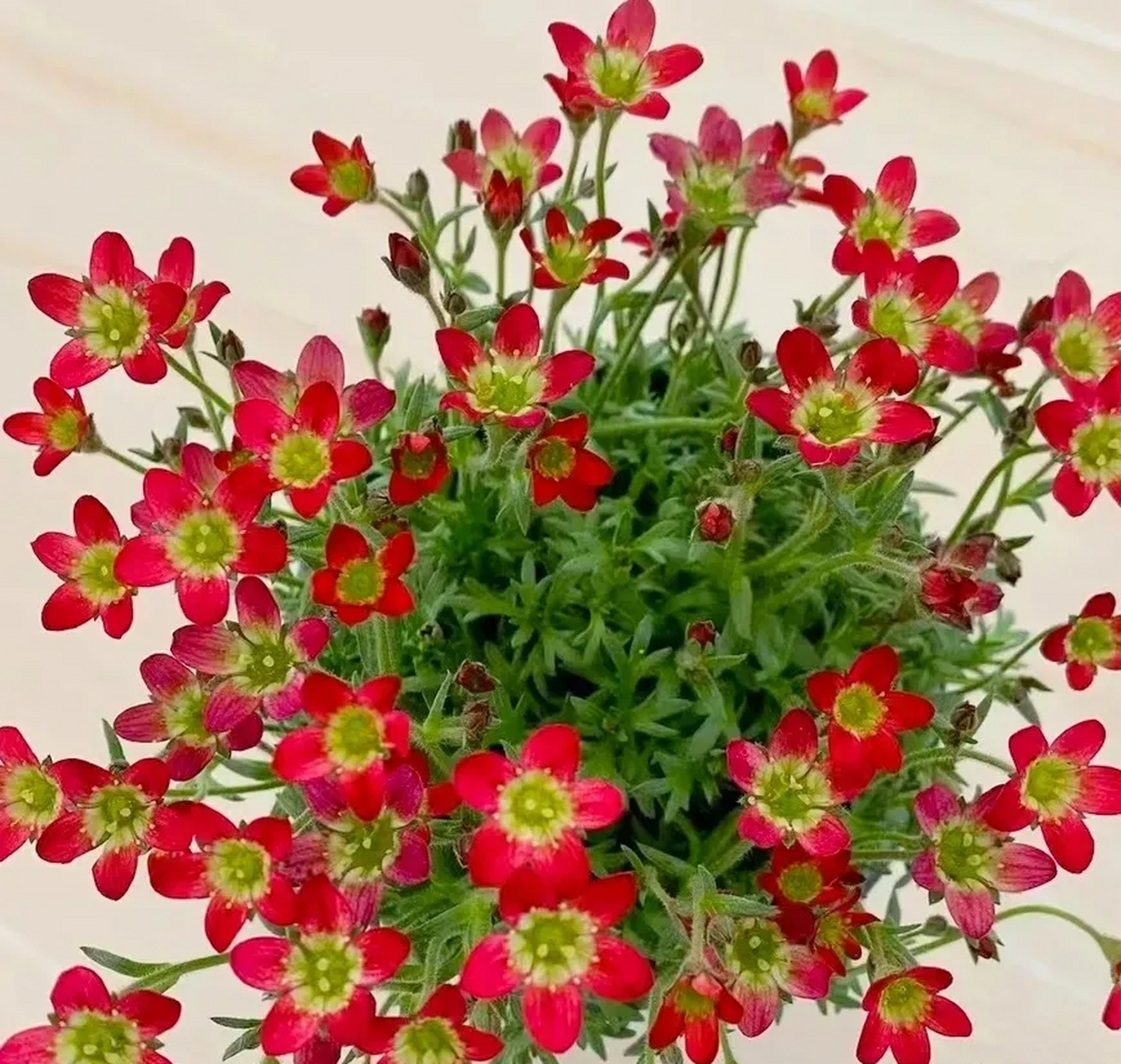 高山虎耳草:又叫"云间草",是观叶虎耳草的变种,耐热,花期长.