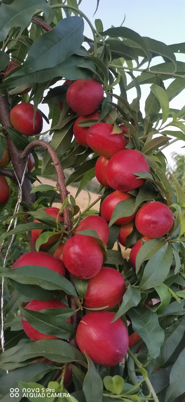 详细介绍迷你珍珠0号枣油桃,在山东泰安地区5月下旬成熟,此品种,不用