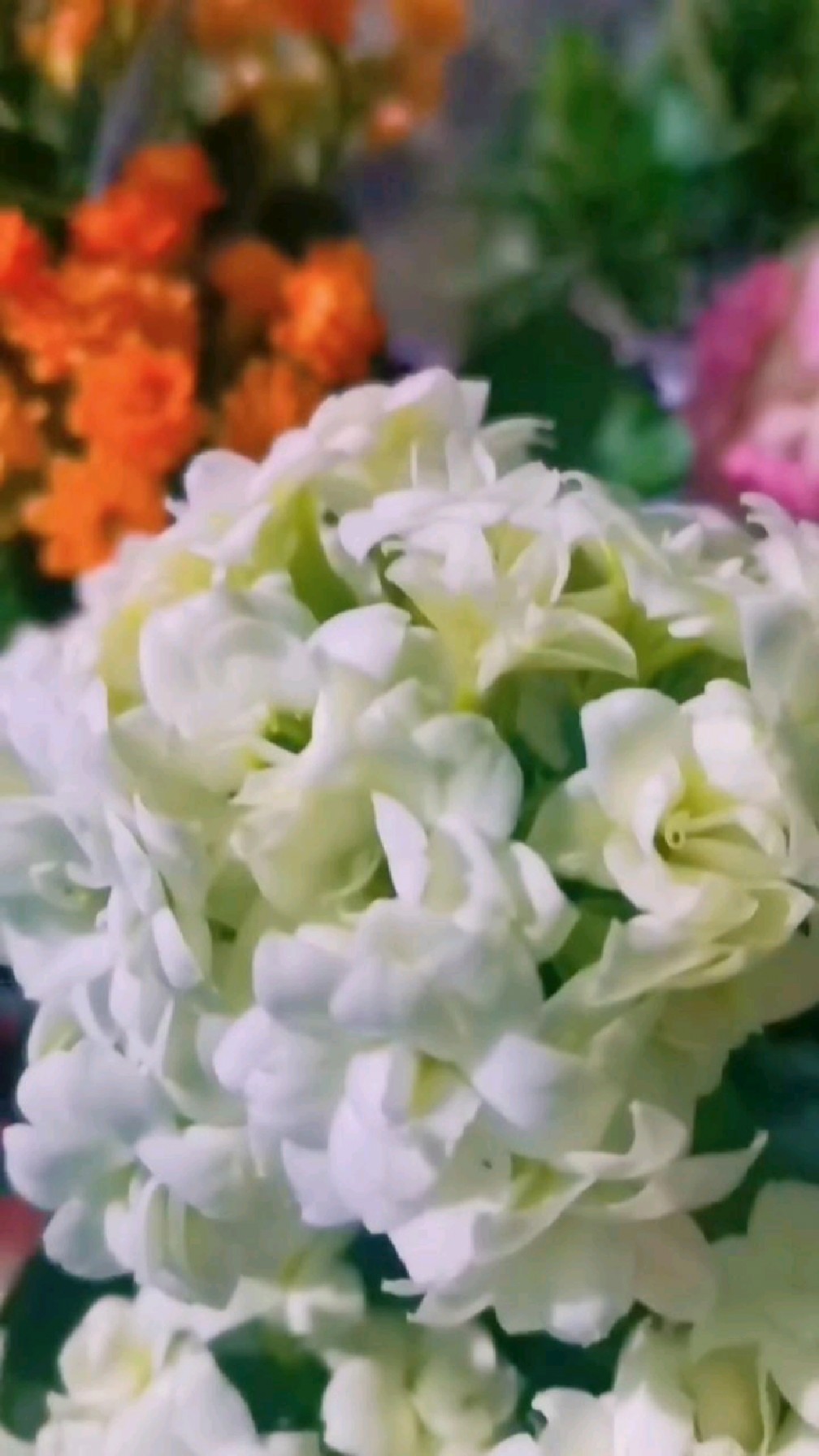 窗台上的长寿花白雪 开花可真漂亮 颜色纯 花期长