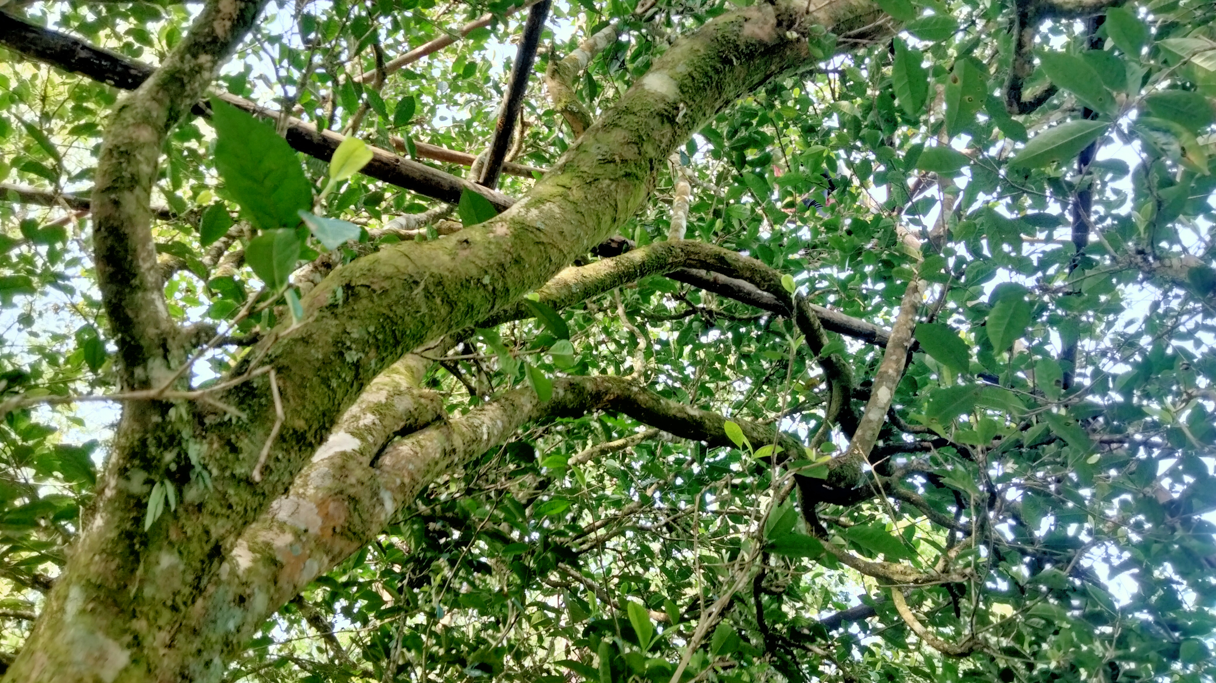 金戈铁马大叶茶