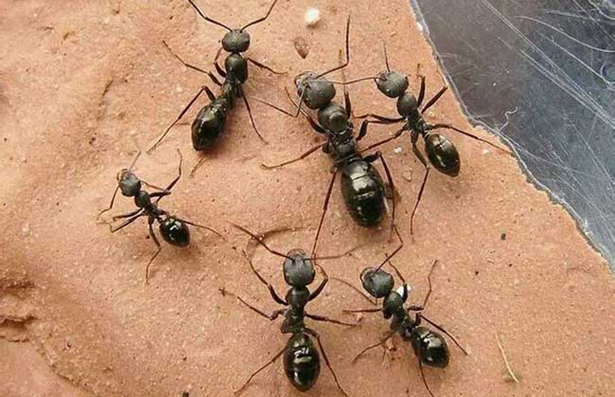 广东的蚂蚁太毒了!
